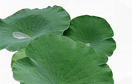 荷叶提取物